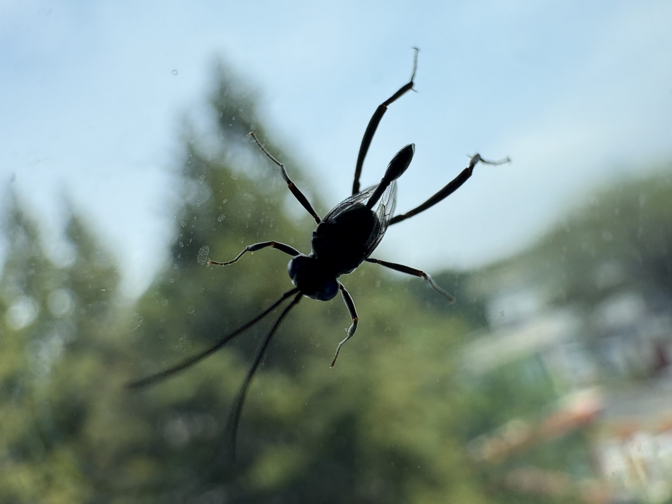 广旗腹蜂 (Evania appendigaster)—— 蟑螂“指示剂”