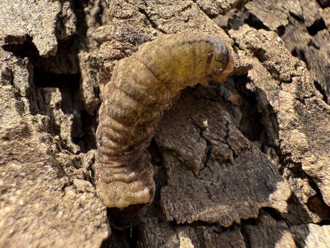 昆明游·终章(螳螂川&石城公园&返程)